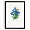 Neoclassical Art Print of Gentiana Acaulis by Redouté - Classical Style