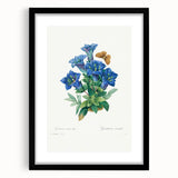 Neoclassical Art Print of Gentiana Acaulis by Redouté - Classical Style