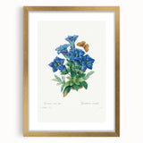 Neoclassical Art Print of Gentiana Acaulis by Redouté - Classical Style
