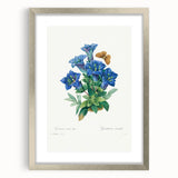 Neoclassical Art Print of Gentiana Acaulis by Redouté - Classical Style