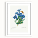 Neoclassical Art Print of Gentiana Acaulis by Redouté - Classical Style
