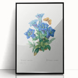 Neoclassical Art Print of Gentiana Acaulis by Redouté - Classical Style
