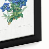 Neoclassical Art Print of Gentiana Acaulis by Redouté - Classical Style