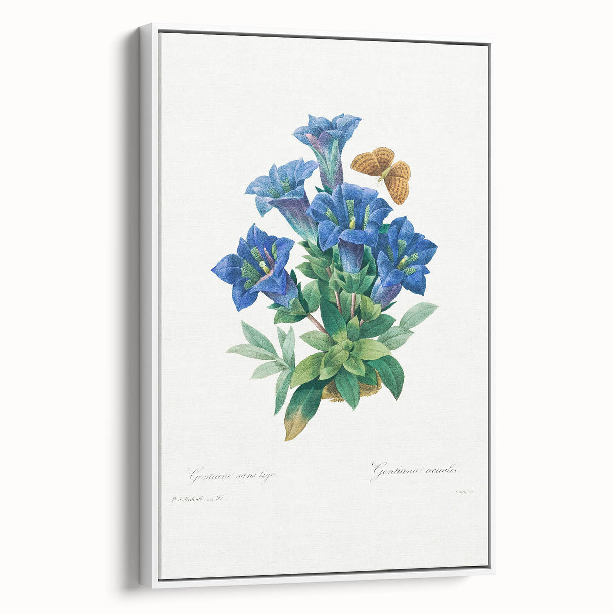 Neoclassical Art Print of Gentiana Acaulis by Redouté - Classical Style