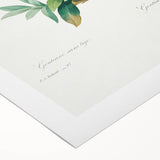 Neoclassical Art Print of Gentiana Acaulis by Redouté - Classical Style