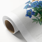 Neoclassical Art Print of Gentiana Acaulis by Redouté - Classical Style