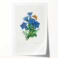 Neoclassical Art Print of Gentiana Acaulis by Redouté - Classical Style