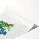 Neoclassical Art Print of Gentiana Acaulis by Redouté - Classical Style
