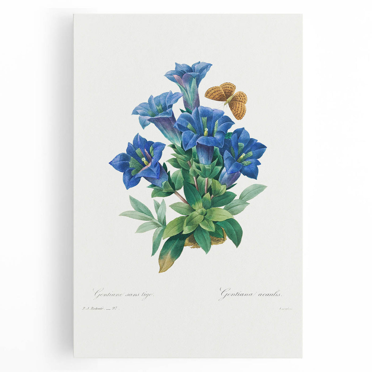 Neoclassical Art Print of Gentiana Acaulis by Redouté - Classical Style
