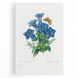 Neoclassical Art Print of Gentiana Acaulis by Redouté - Classical Style