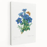 Neoclassical Art Print of Gentiana Acaulis by Redouté - Classical Style
