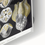 Modern Wall Art - Blastoidea by Ernst Haeckel - Vintage Botanical Print