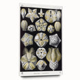 Modern Wall Art - Blastoidea by Ernst Haeckel - Vintage Botanical Print
