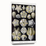Modern Wall Art - Blastoidea by Ernst Haeckel - Vintage Botanical Print