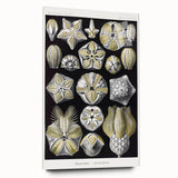 Modern Wall Art - Blastoidea by Ernst Haeckel - Vintage Botanical Print