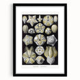 Modern Wall Art - Blastoidea by Ernst Haeckel - Vintage Botanical Print