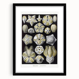 Modern Wall Art - Blastoidea by Ernst Haeckel - Vintage Botanical Print