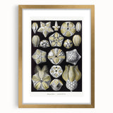 Modern Wall Art - Blastoidea by Ernst Haeckel - Vintage Botanical Print