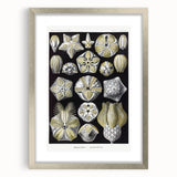 Modern Wall Art - Blastoidea by Ernst Haeckel - Vintage Botanical Print