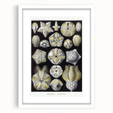 Modern Wall Art - Blastoidea by Ernst Haeckel - Vintage Botanical Print
