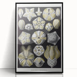 Modern Wall Art - Blastoidea by Ernst Haeckel - Vintage Botanical Print
