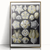 Modern Wall Art - Blastoidea by Ernst Haeckel - Vintage Botanical Print