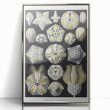 Modern Wall Art - Blastoidea by Ernst Haeckel - Vintage Botanical Print