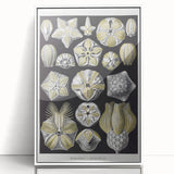 Modern Wall Art - Blastoidea by Ernst Haeckel - Vintage Botanical Print
