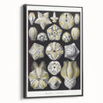 Modern Wall Art - Blastoidea by Ernst Haeckel - Vintage Botanical Print