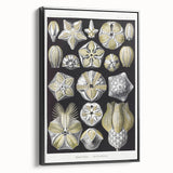 Modern Wall Art - Blastoidea by Ernst Haeckel - Vintage Botanical Print