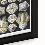 Modern Wall Art - Blastoidea by Ernst Haeckel - Vintage Botanical Print