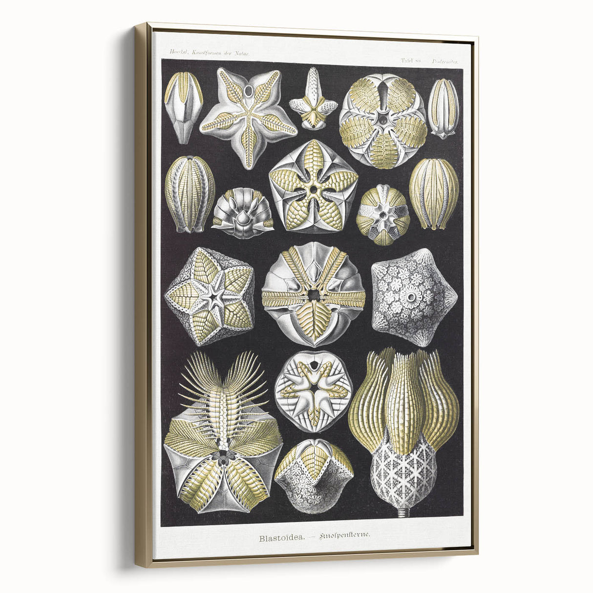 Modern Wall Art - Blastoidea by Ernst Haeckel - Vintage Botanical Print