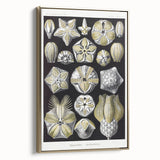 Modern Wall Art - Blastoidea by Ernst Haeckel - Vintage Botanical Print
