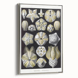 Modern Wall Art - Blastoidea by Ernst Haeckel - Vintage Botanical Print