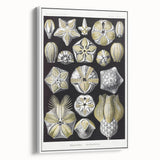 Modern Wall Art - Blastoidea by Ernst Haeckel - Vintage Botanical Print
