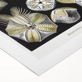 Modern Wall Art - Blastoidea by Ernst Haeckel - Vintage Botanical Print