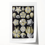 Modern Wall Art - Blastoidea by Ernst Haeckel - Vintage Botanical Print