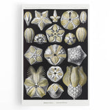 Modern Wall Art - Blastoidea by Ernst Haeckel - Vintage Botanical Print