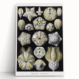 Modern Wall Art - Blastoidea by Ernst Haeckel - Vintage Botanical Print