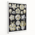 Modern Wall Art - Blastoidea by Ernst Haeckel - Vintage Botanical Print