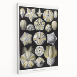 Modern Wall Art - Blastoidea by Ernst Haeckel - Vintage Botanical Print