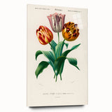 Romanticism Art: Didier's Tulip by D’Orbigny - Botanical Canvas Print
