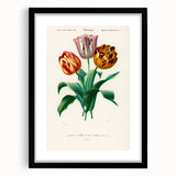 Romanticism Art: Didier's Tulip by D’Orbigny - Botanical Canvas Print
