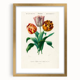 Romanticism Art: Didier's Tulip by D’Orbigny - Botanical Canvas Print