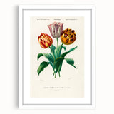 Romanticism Art: Didier's Tulip by D’Orbigny - Botanical Canvas Print