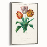 Romanticism Art: Didier's Tulip by D’Orbigny - Botanical Canvas Print