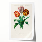 Romanticism Art: Didier's Tulip by D’Orbigny - Botanical Canvas Print