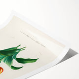 Romanticism Art: Didier's Tulip by D’Orbigny - Botanical Canvas Print