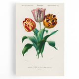 Romanticism Art: Didier's Tulip by D’Orbigny - Botanical Canvas Print
