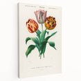 Romanticism Art: Didier's Tulip by D’Orbigny - Botanical Canvas Print